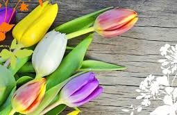 פתרונות ריח וניקוי שטיחים